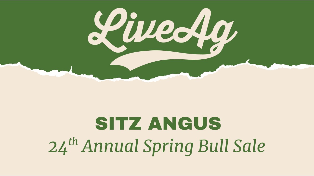 Watch the 2026 Sitz Angus 24th Annual Spring Bull Sale
