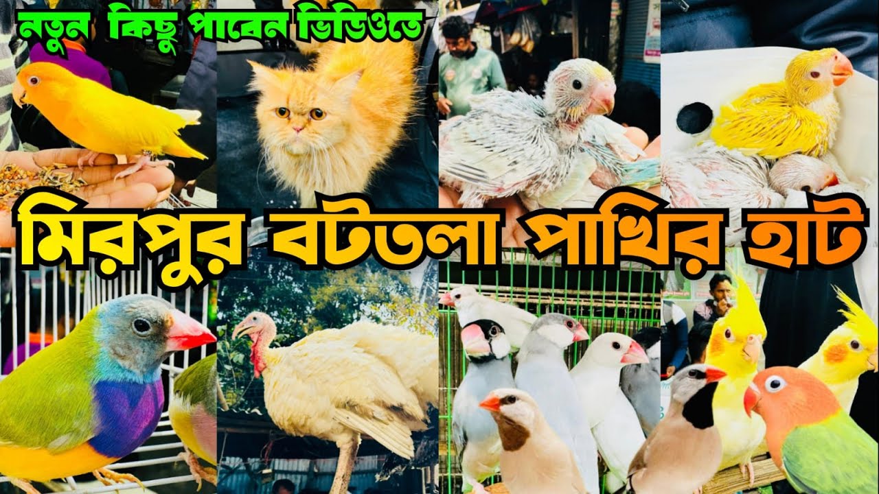 টেম কবুতর ও পাখিতে জমজমাট বটতলা হাট | Bottola Pakhir Hat | Mirpur 13 Pakhir Hat | Exotic Pets