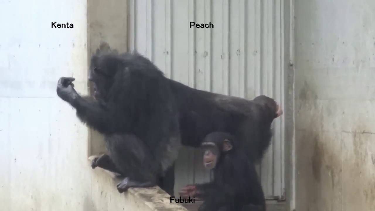 Aug 2017 Tama zoo chimps #2