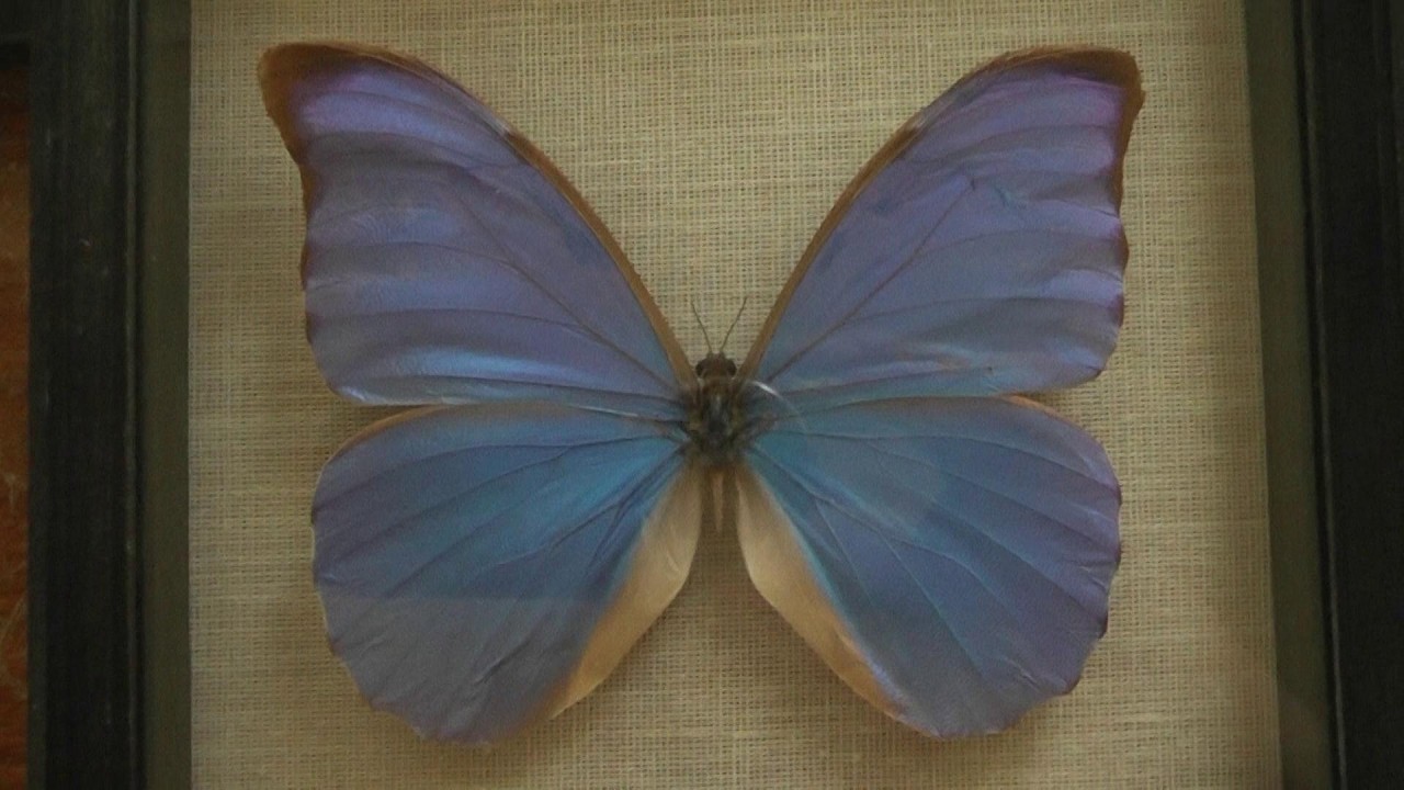 ИЗ МИРА: 204. Morpho anaxibia (морфо анаксибия)