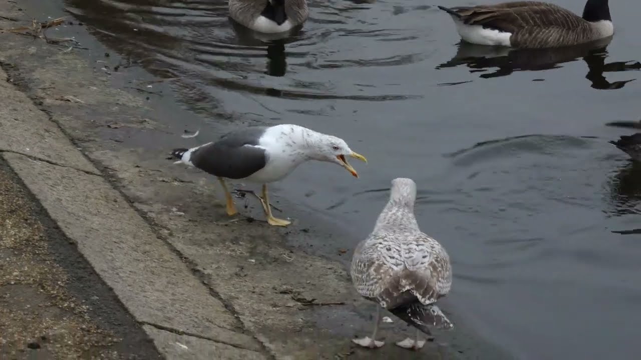 Aggressive Lesser Black-Backed Gull mp4