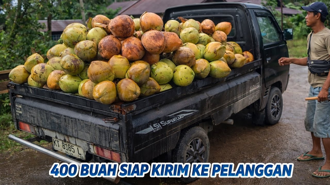KELAPA 400 BUAH BARU PETIK SIAP ANTAR KE SAMARINDA BOSSKUU 🔥