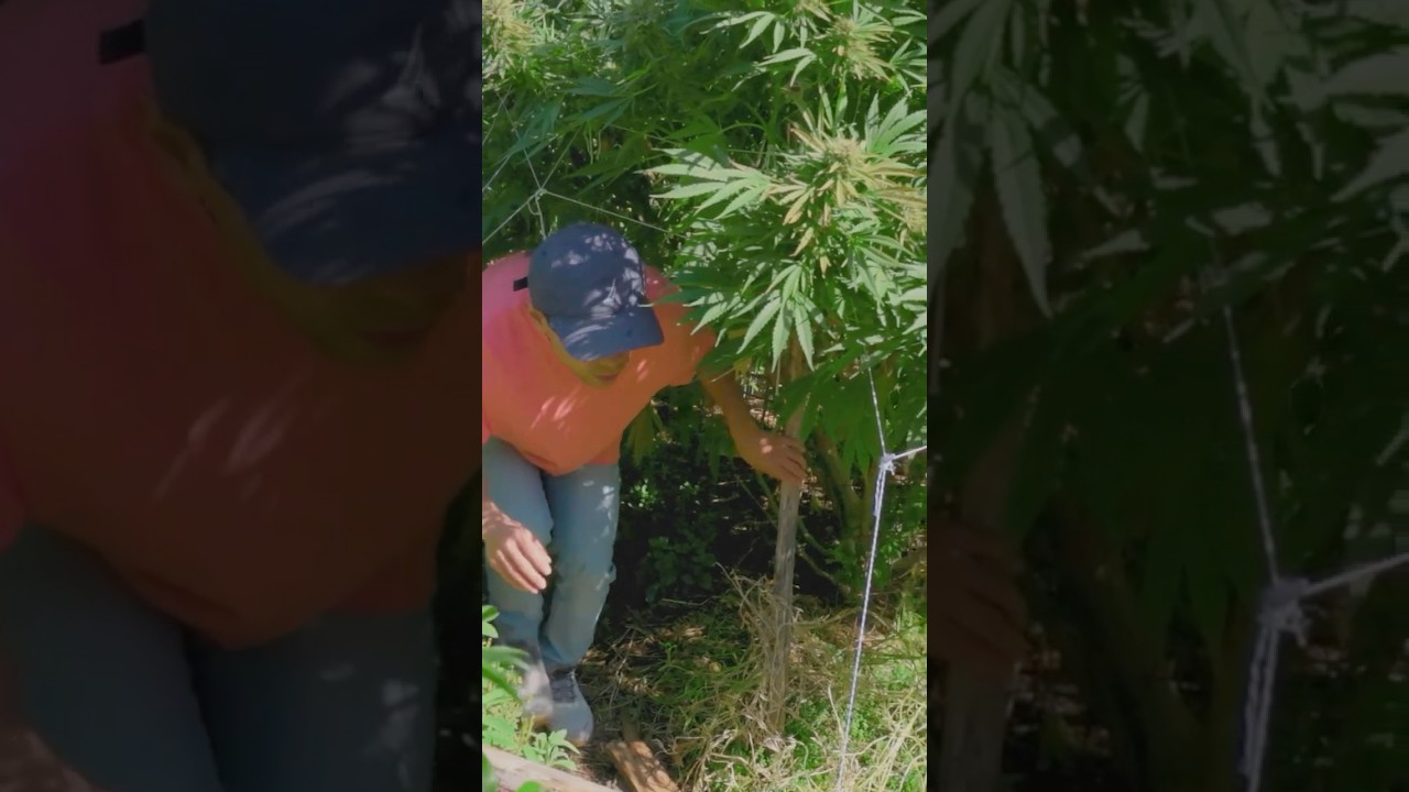 Plantas de m&aacute;s 5 Kg.