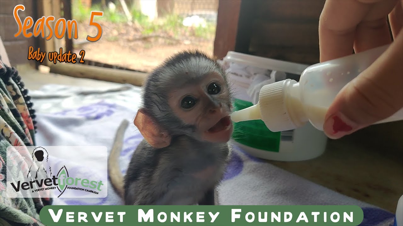 Next batch of baby orphan monkey updates of season 5