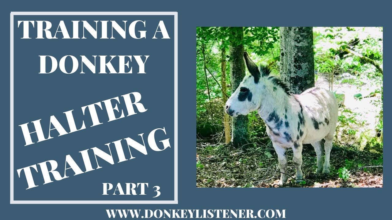 Donkey Training {Halter Training Pt. 3}