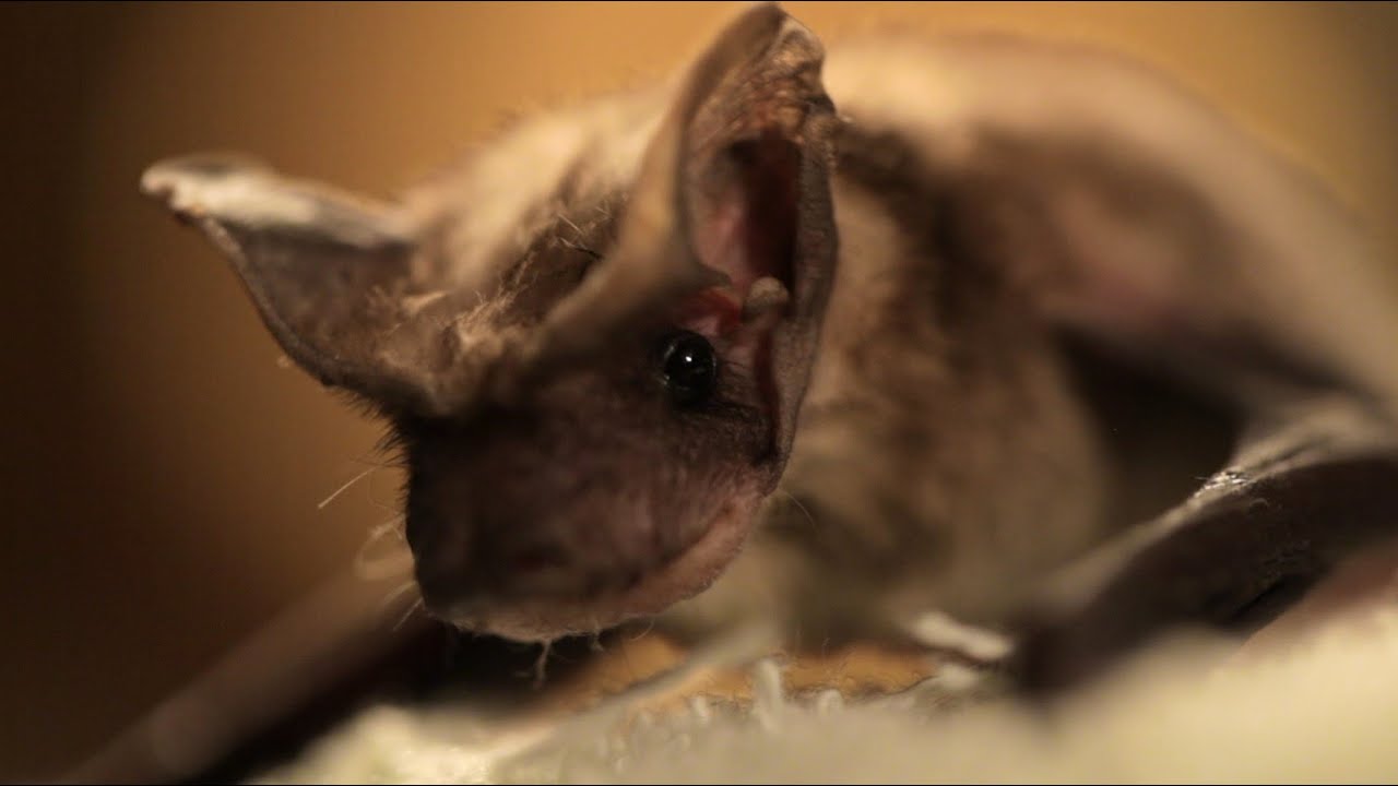 Microbat Rescue
