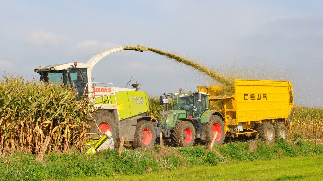 Claas Jaguar 900 -  Loonwerken Peltijn Agri - mais 2013