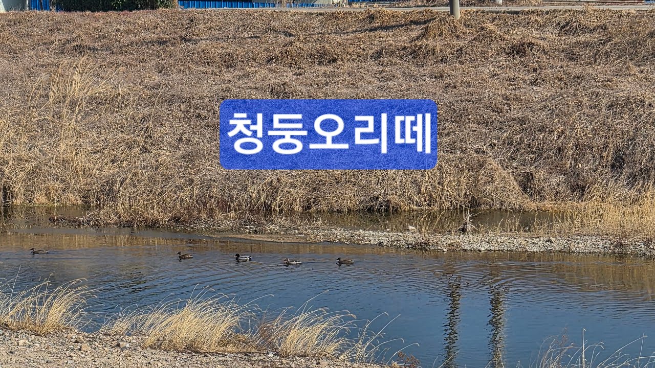 강가의 풍경  / riverside scenery
