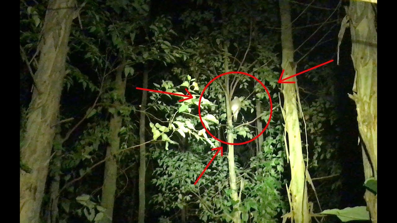 农村小伙晚上弹弓打野，为何遇到大猛禽，却只是选择悄悄走过？