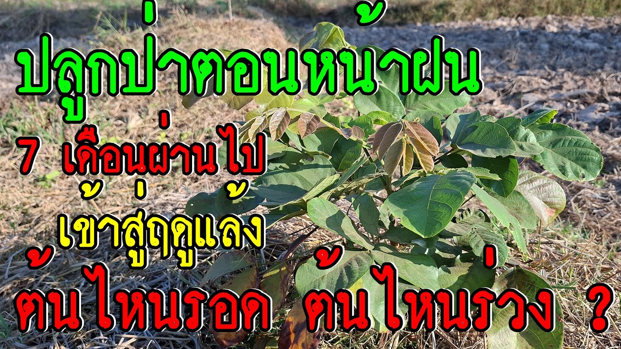 ปลูกป่าตอนฤดูฝน ไม้ได้รดน้ำสักหยด เข้าฤดูแล้งจะรอดหรือไม่ ต้นโตแค่ไหน ตามมาดู