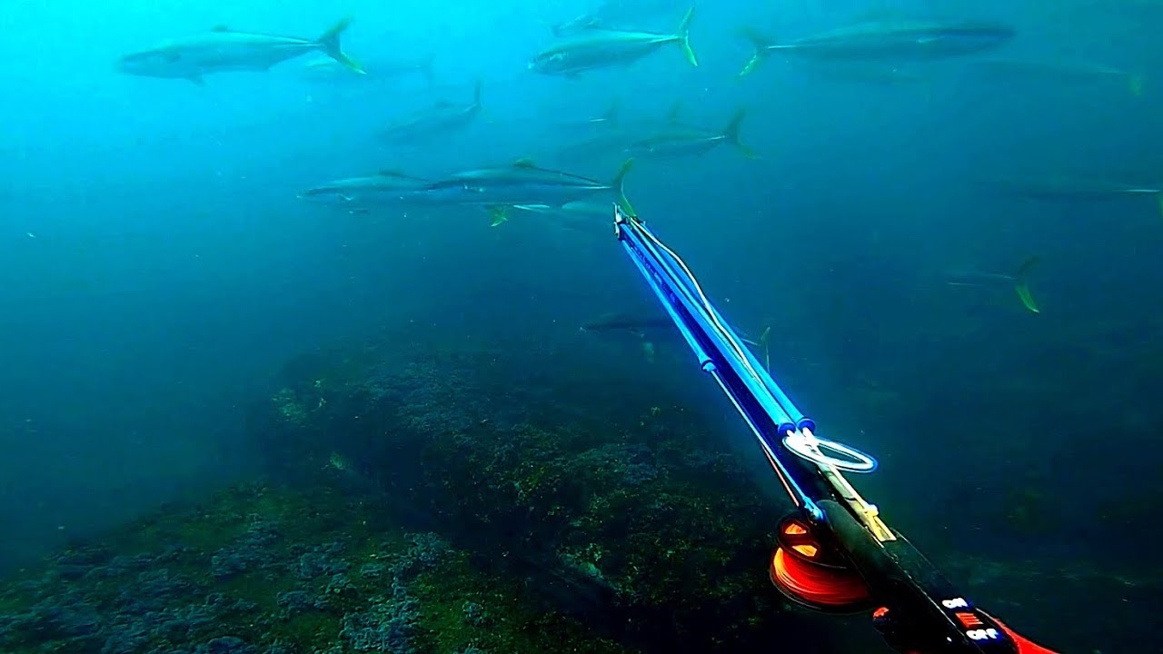SPEARFISHING MONSTER SYDNEY KINGS
