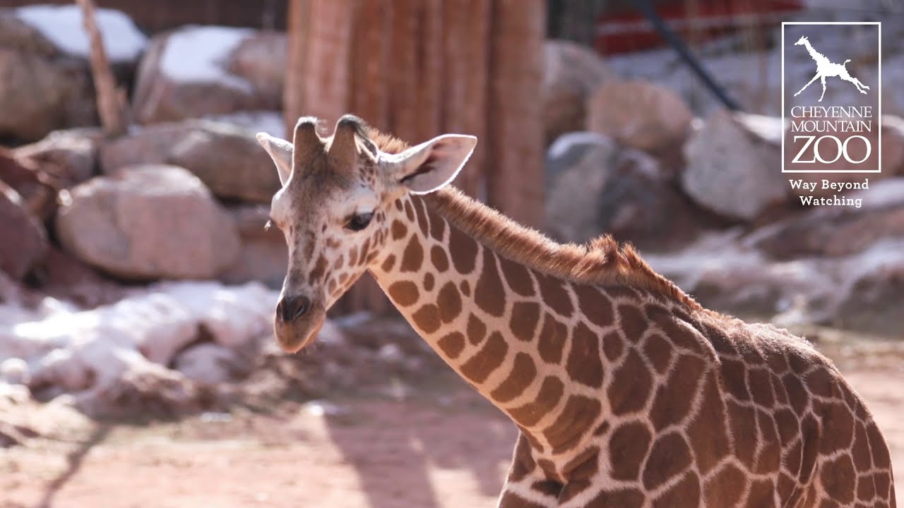 Join Giraffe Calf, BB, and The Herd for Breakfast