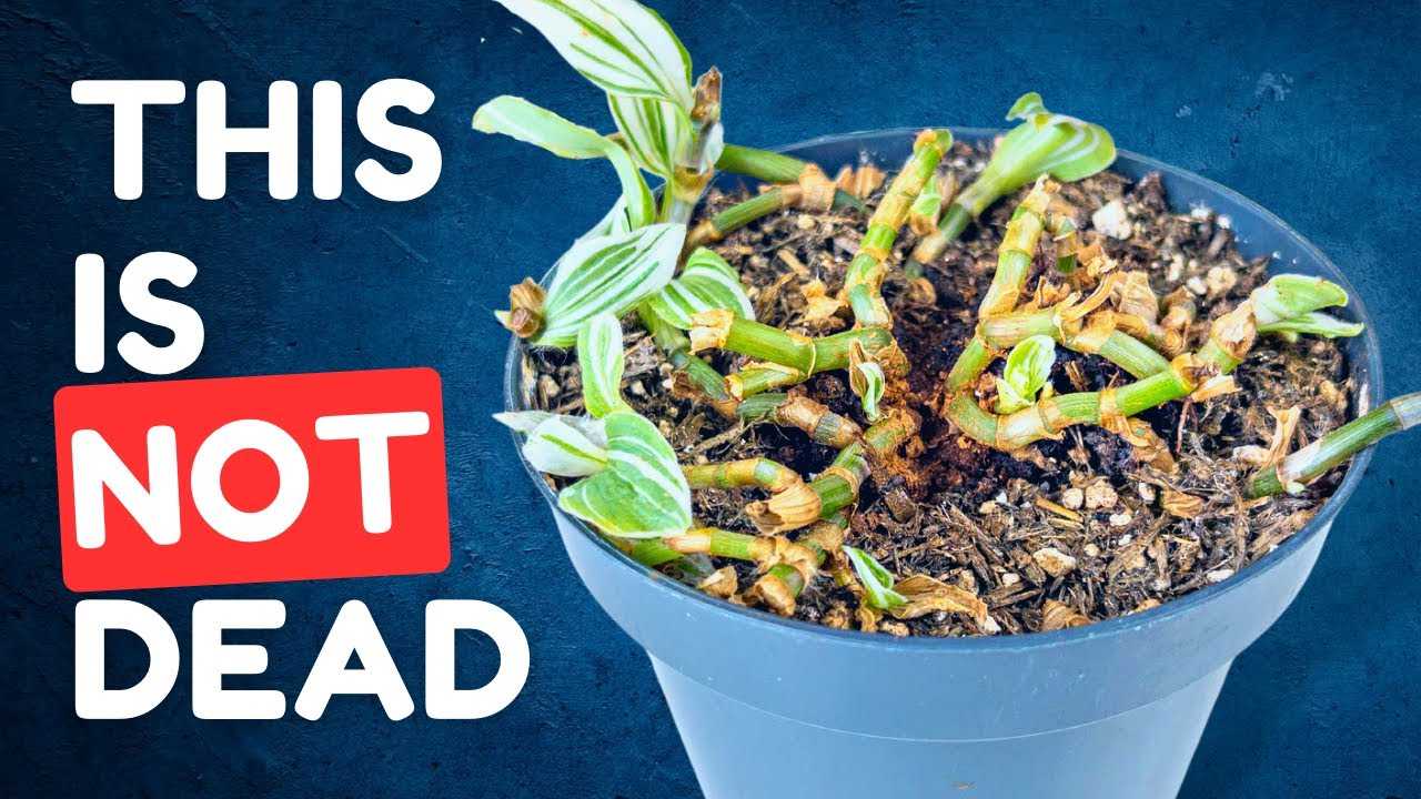 If You Don’t Do This Your Tradescantia Will Never Thrive