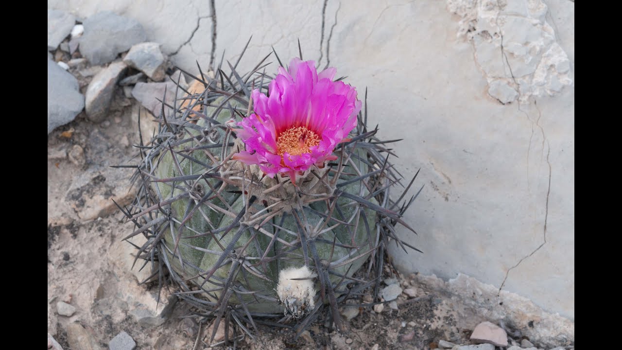 A visit to Echinocactus horizontalonius in the desert of Mexico