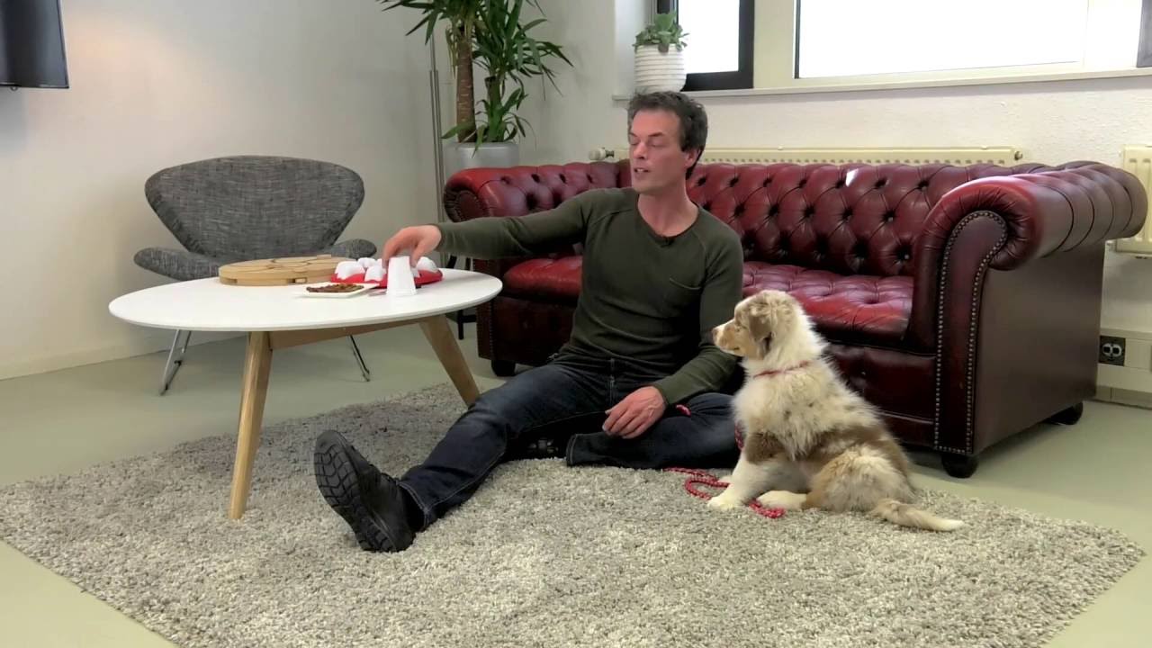 Denkspellen voor je hond