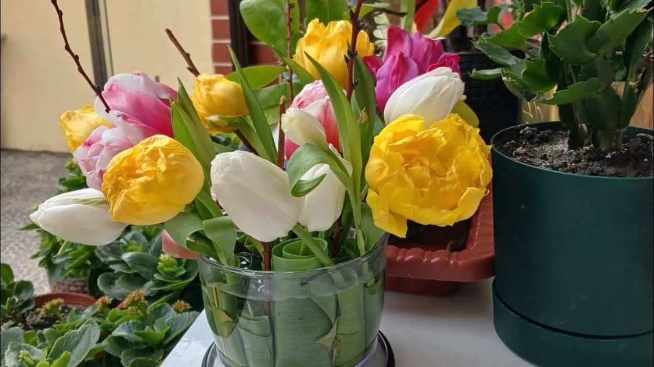 Lalələrinizi belə saxlayın ❤️🌷 #tulip #tulpan #lale #çiçek 