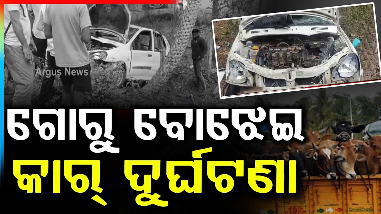 ଗୋରୁ ବୋଝେଇ ଦୁର୍ଘଟଣା.. | Car Carrying Cow Meets With Accident Near Bhadrak | Shocking Incident
