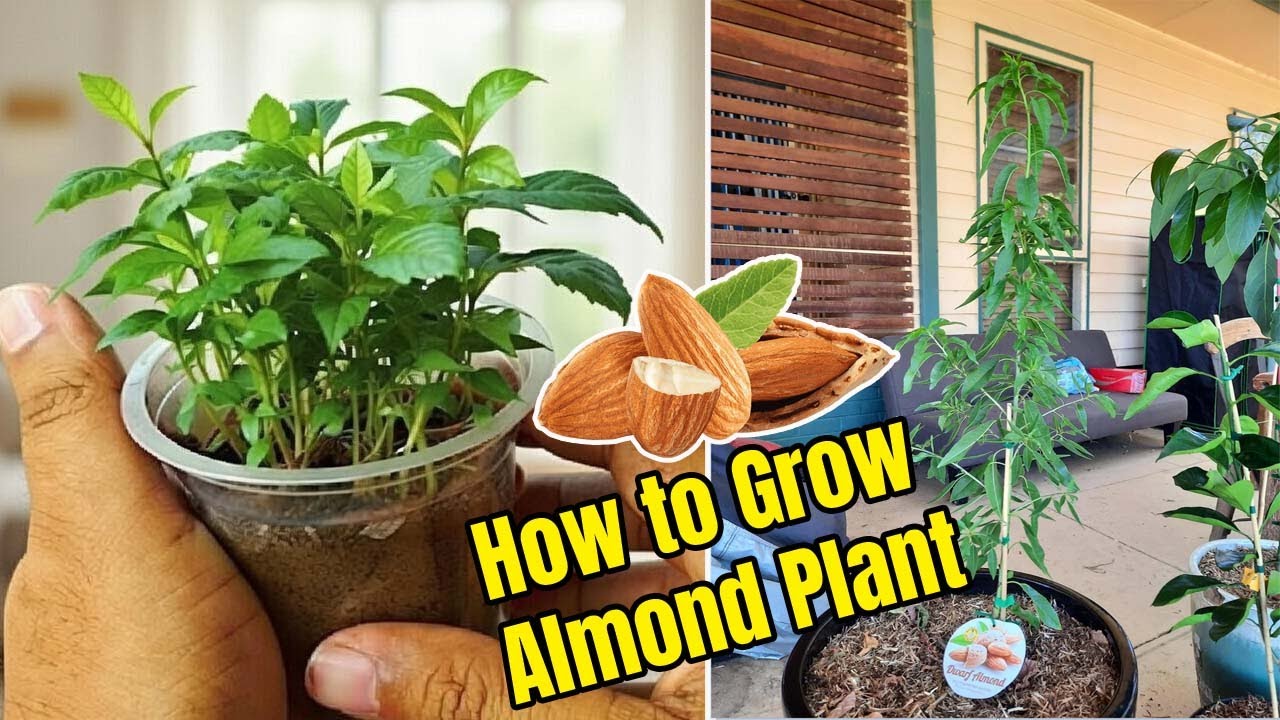 How to Grow Almond Plant from Seed at Home | 100% Germination Method
