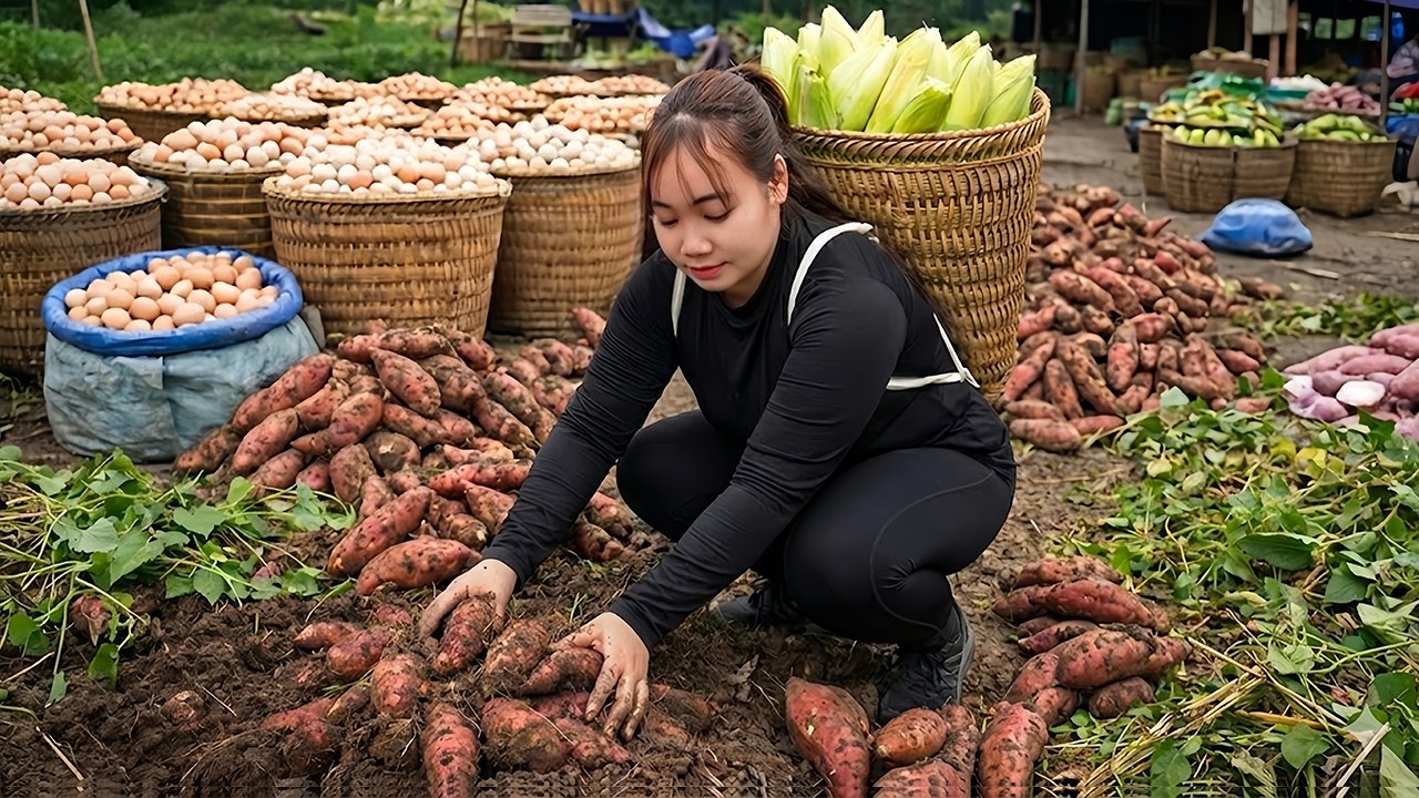 FULL VIDEO : 7 Days of Harvesting Fresh Corn, Sweet Potatoes & Many Duck Eggs - Sell at the Market
