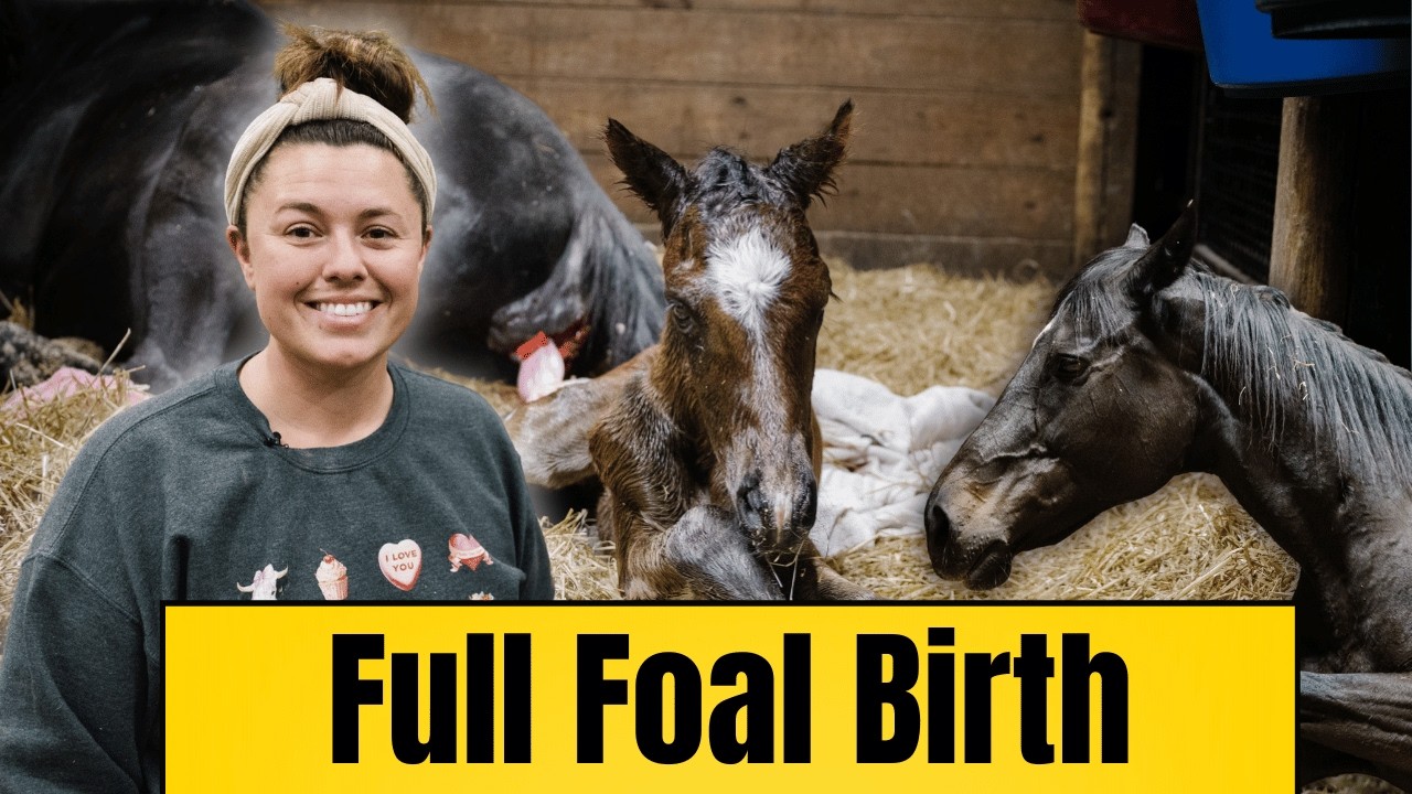 Birth Video Of Indy's Foal... A Complicated Start