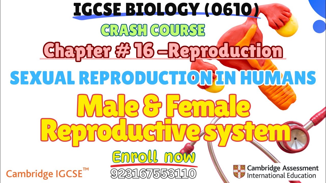 IGCSE Biology | Male & Female Reproductive System 
