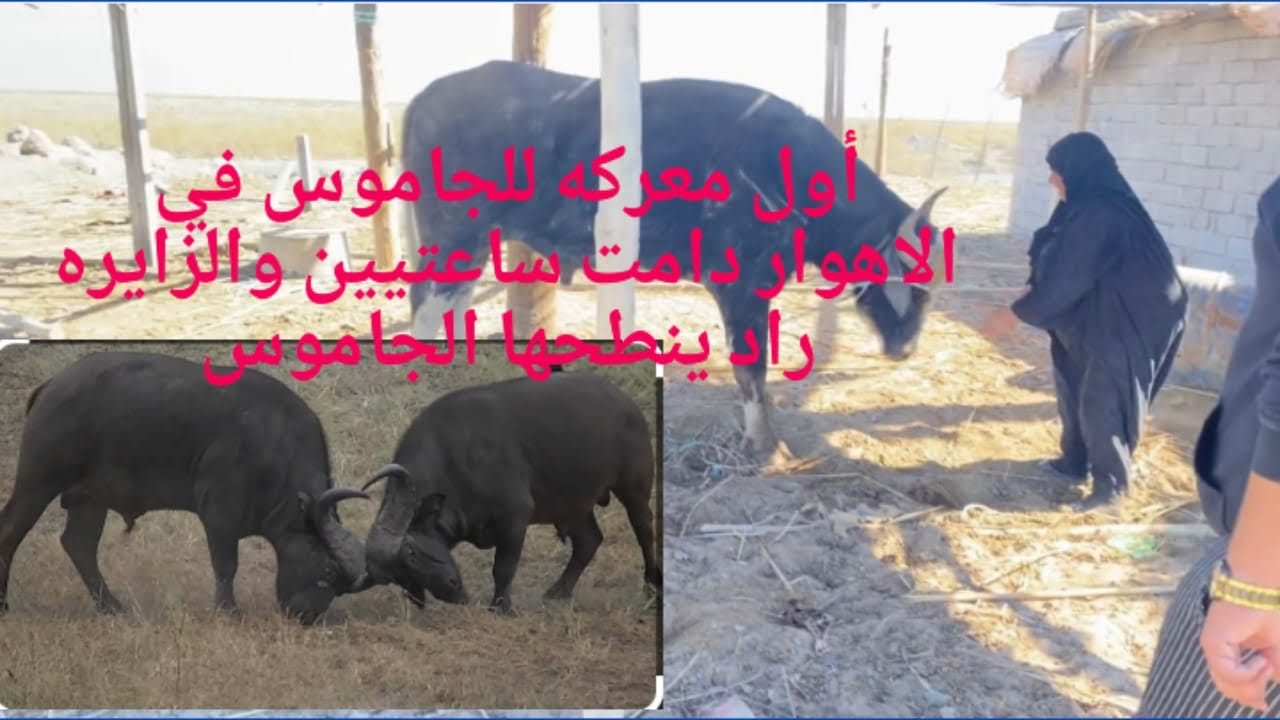 معركة الجاموس الحجيه فاطمه راد ينطحها الجاموس