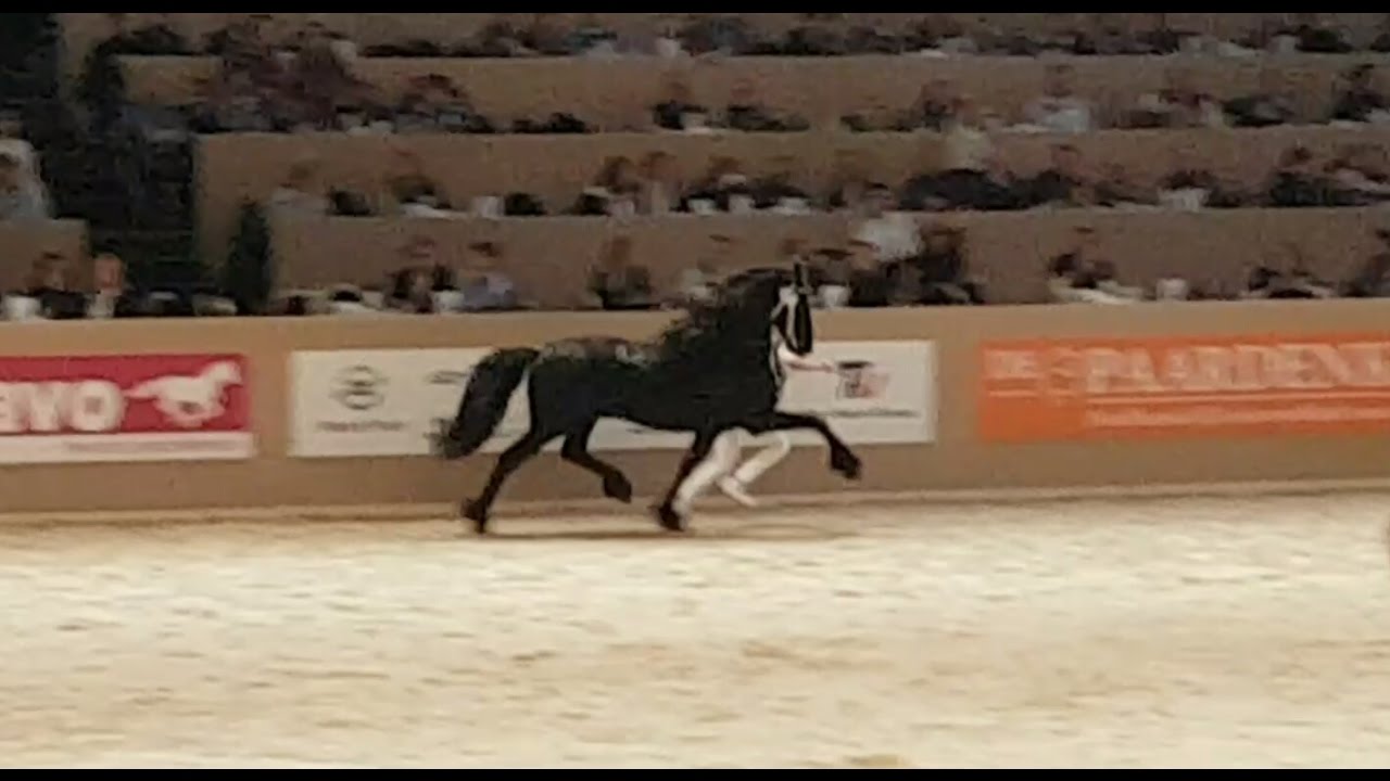 Maurits 437 Hengstenkeuring 2017! Faderpaard. Friesian horse!