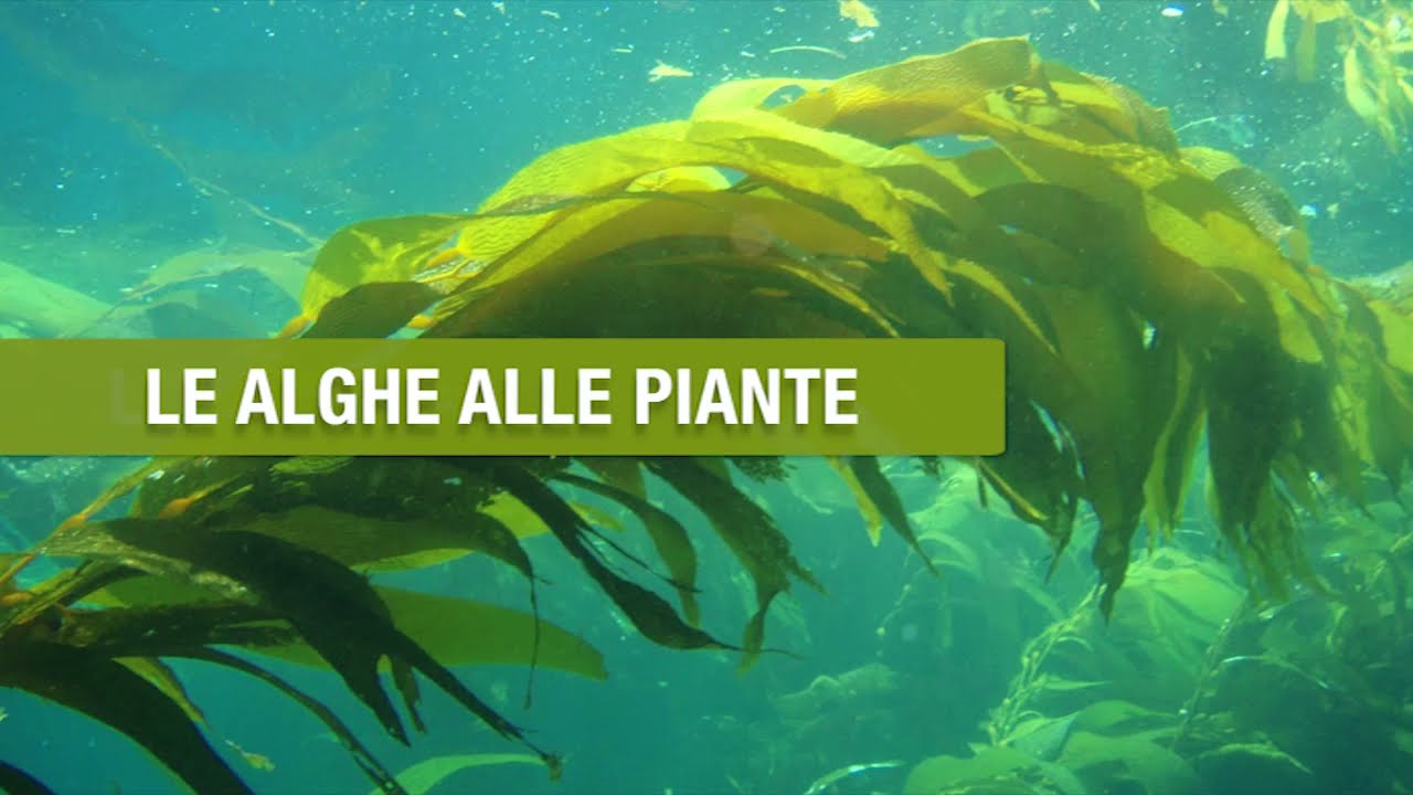 dalle alghe alle piante - Animali - Esseri Viventi