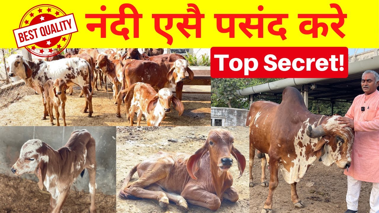 How Select Best Gir Breeding Bull