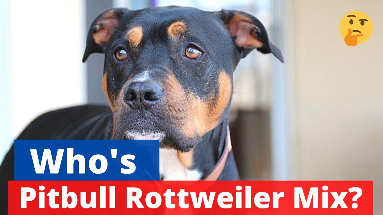 Rottweiler Pitbull Mix: A to Z Guide on this mix-breed | Should you get a Pitweiler?
