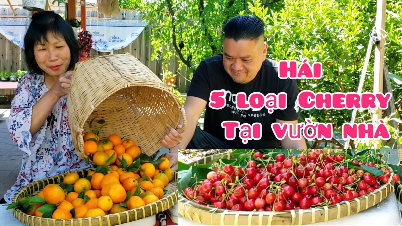 Thu hoạch 5 loại CHERRY, QUÝT ngọt trĩu cành tại vườn nhà Thảo Cali ở Mỹ
