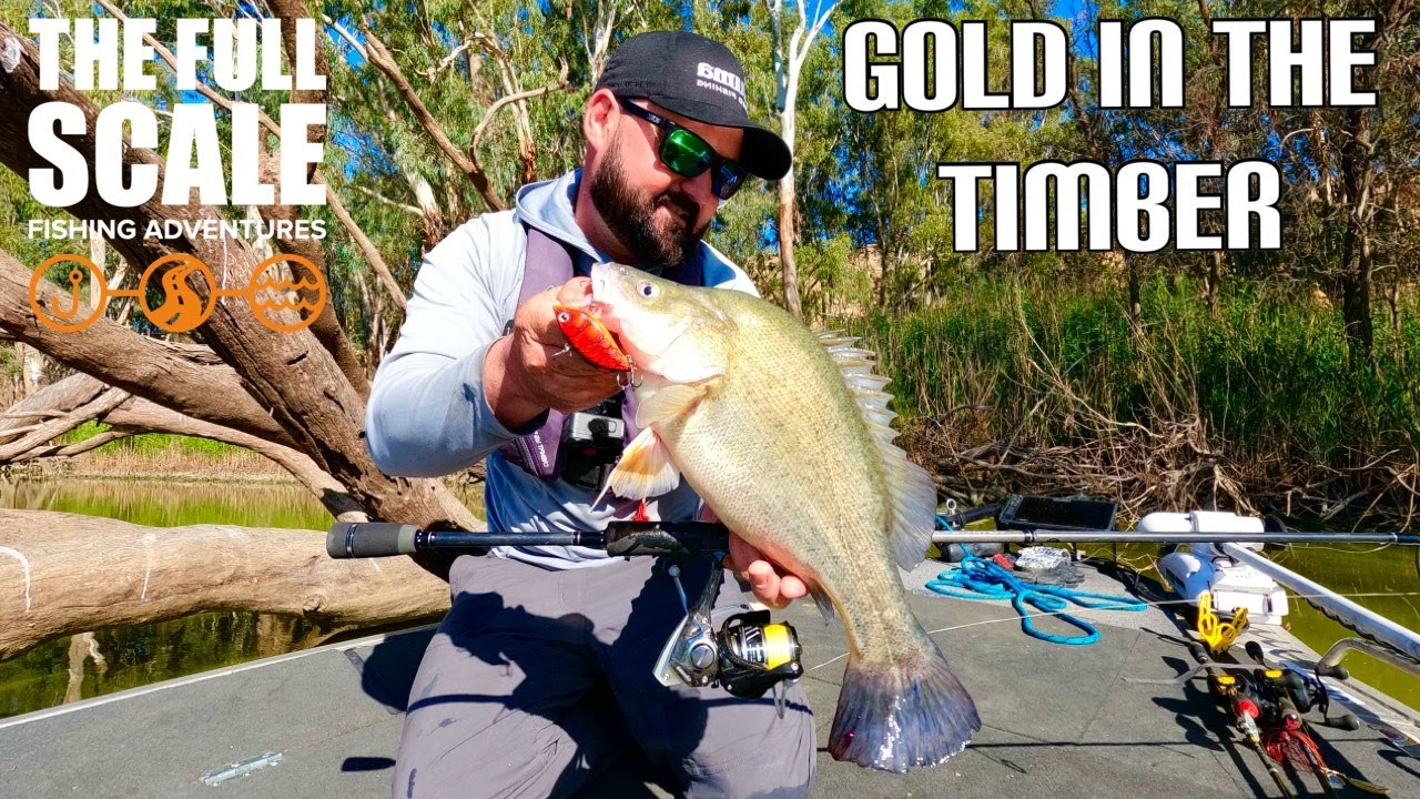 Gold In The Timber | The Full Scale
