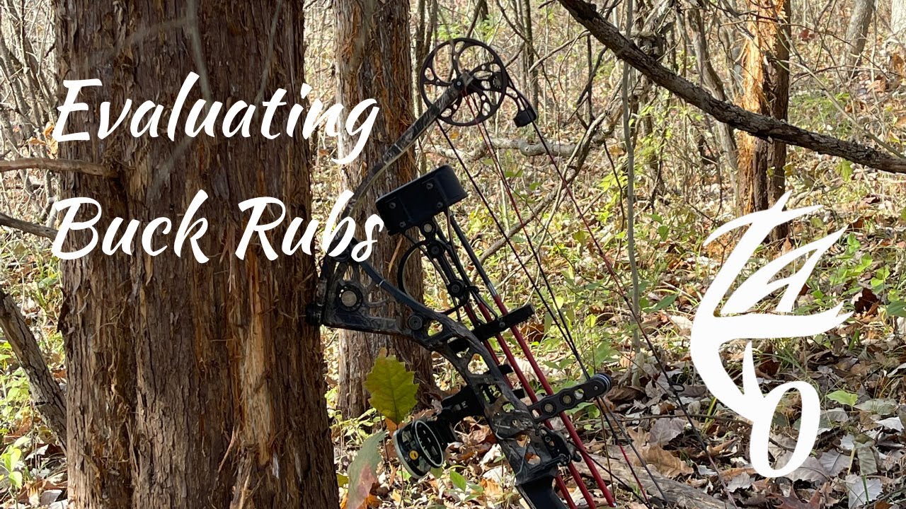Evaluating Buck Rubs