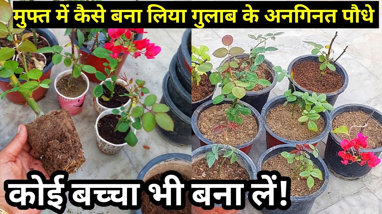 Rose plant growing tips.How to grow rose plant cuttings.Rose plant care tips. Fertilizer for rose.