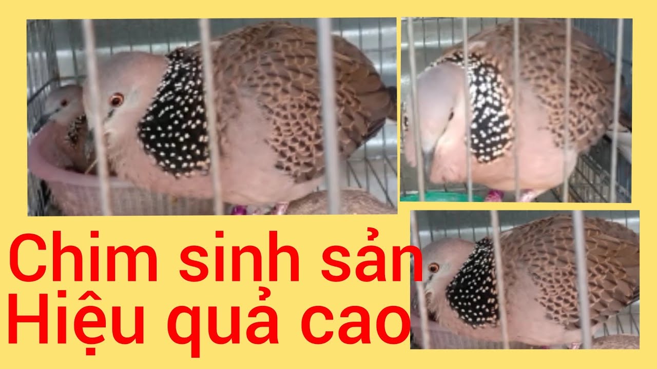 Làm lồng nuôi chim cu gáy sinh sản hiệu quả cao