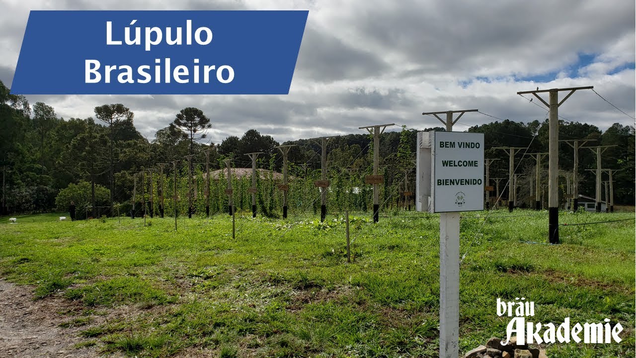 Lúpulo Brasileiro