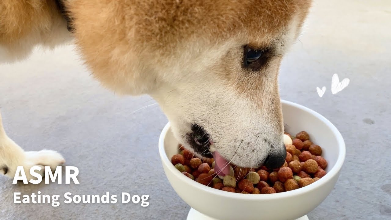 【ASMR/咀嚼音】サクフワご飯｜Eating Sounds Dog/柴犬の咀嚼音 #asmr #柴犬 #shiba