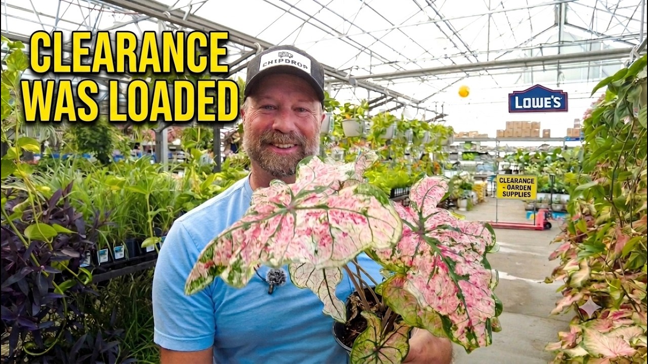 Lowe&rsquo;s Clearance Was Loaded&hellip; and These Caladiums Gave Me Hot Flashes!
