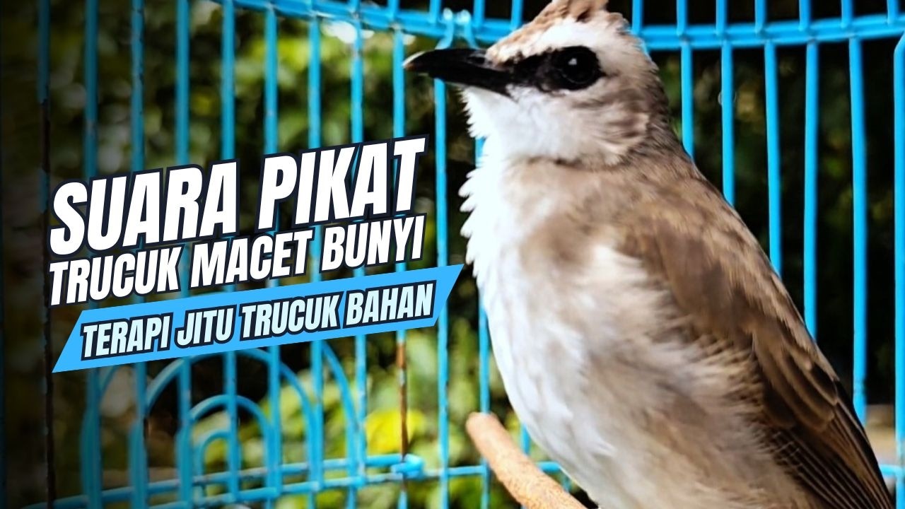 TRUCUKAN GACOR TARUNG ROPEL PANJANG Pancingan trucukan Agar Bunyi Jadikan Burung Trucuk Gacor Nyaut