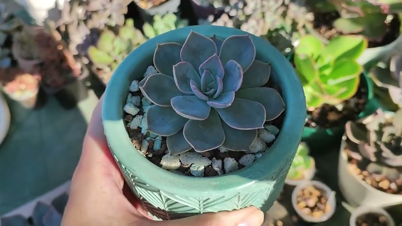 Echeveria 'Macabeana' через три месяца после распаковки