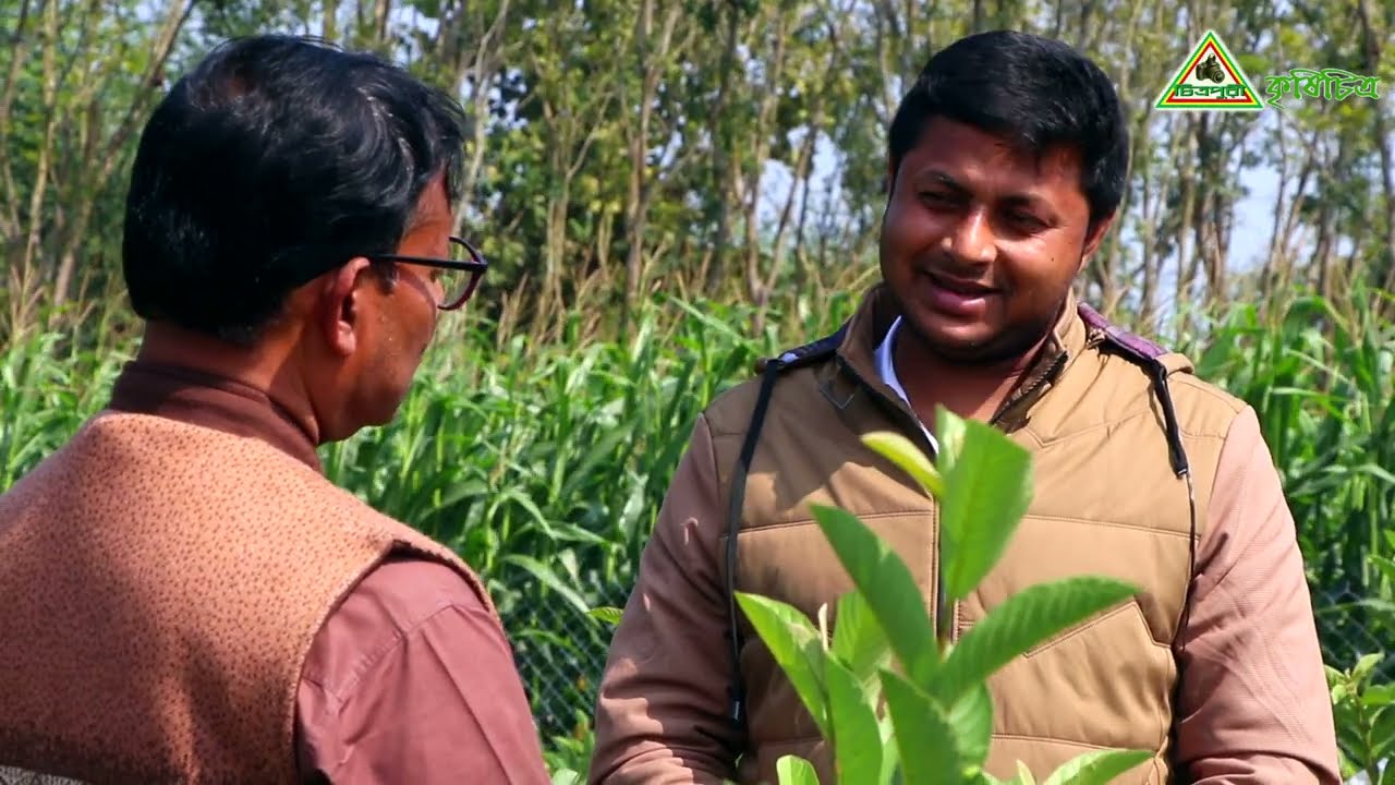 761-বারোমাসি থাই গোল্ডেন-৮ পেয়ারা চাষে সফল সাচ্চু মির্জা।  R.I.Manik.Chitrapuri Krishichitra