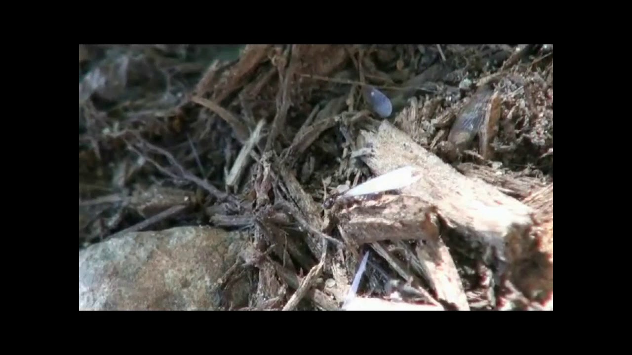 Termite alate sheds wings