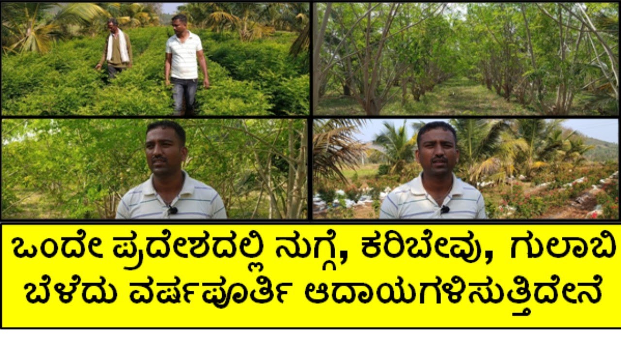 ನುಗ್ಗೆ, ಕರಿಬೇವು ಮತ್ತು ಗುಲಾಬಿ ಬೆಳೆಯಿಂದ ವರ್ಷಪೂರ್ತಿ ಆದಾಯವಿದೆ
