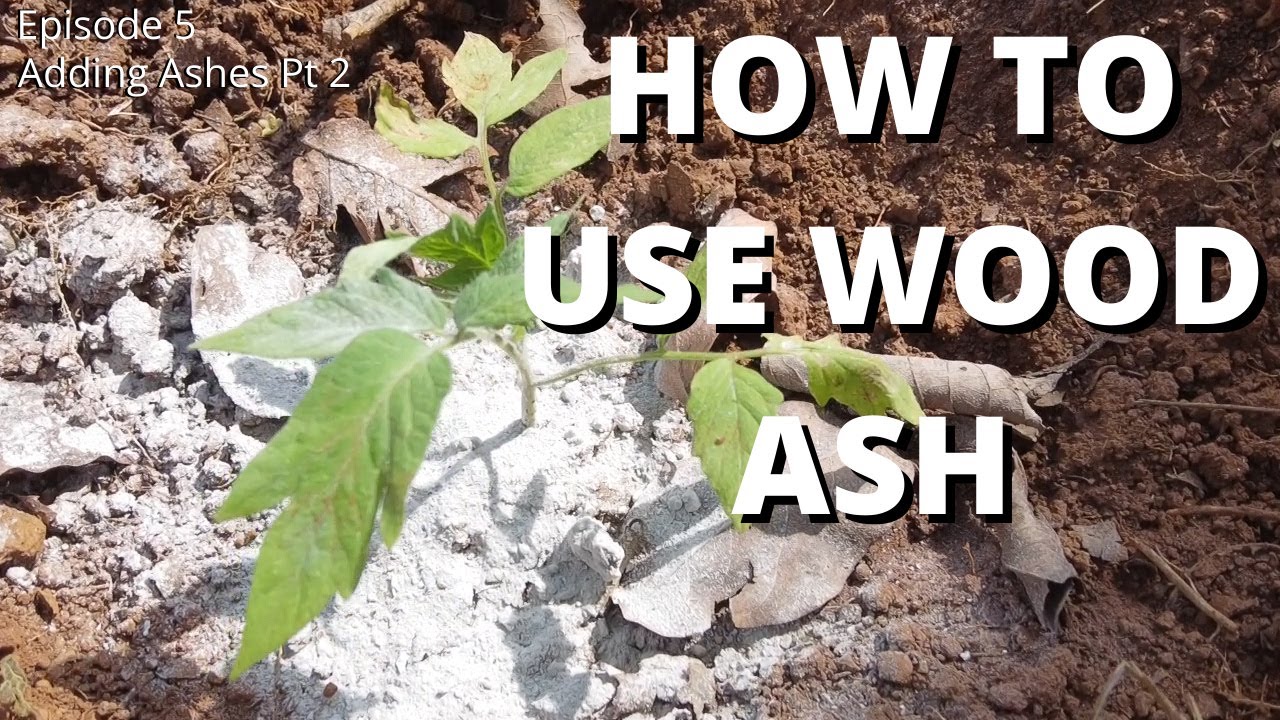 THE MANY DIFFERENT USES OF WOOD ASH