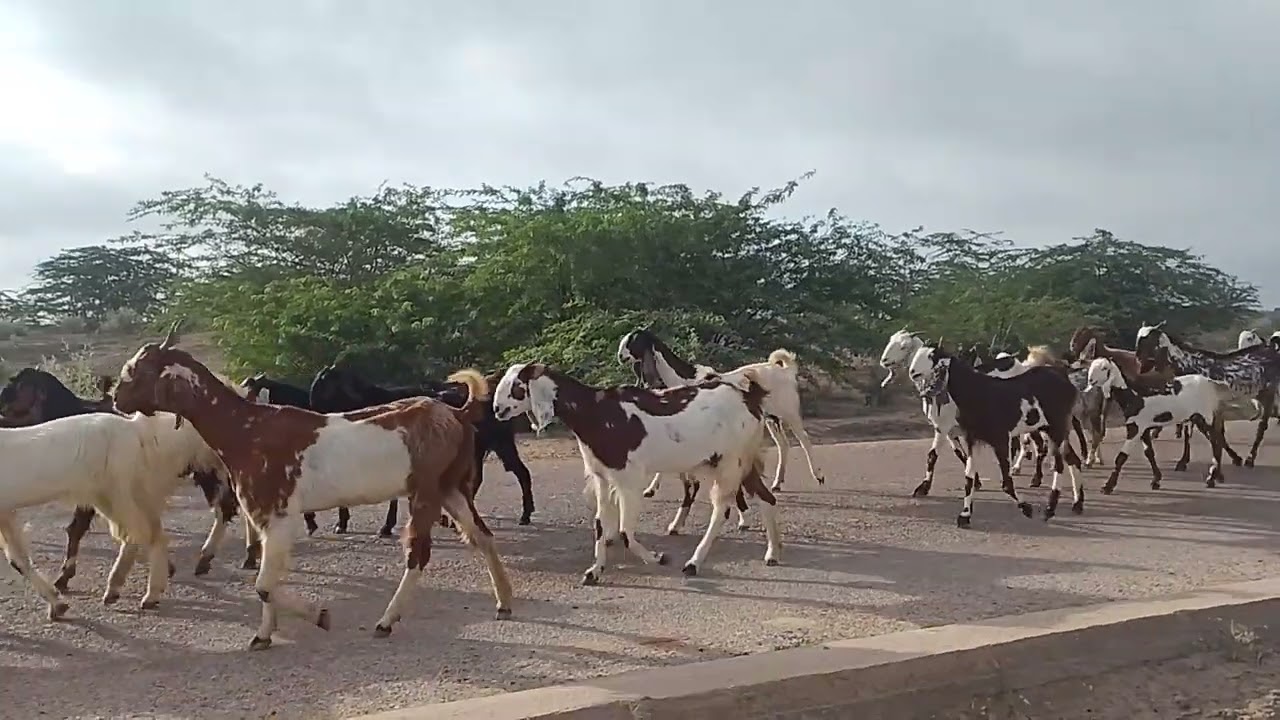 Goats Animals of thar 