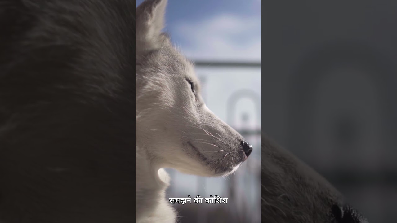 “Dogs Sir Kyun Tilt Karte Hain? Science Behind Their Cute Behavior 😳🐶”