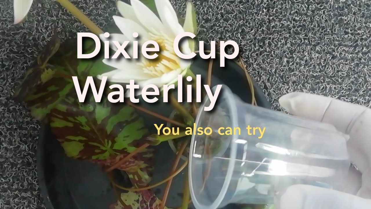 How to grow waterlilies in a small cup| Dixie cup challenge|waterlily secrets