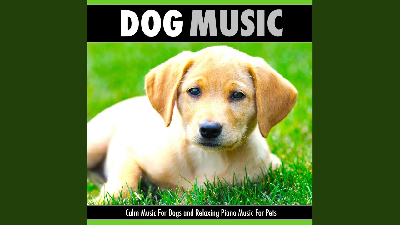 Music For Dogs While At Work