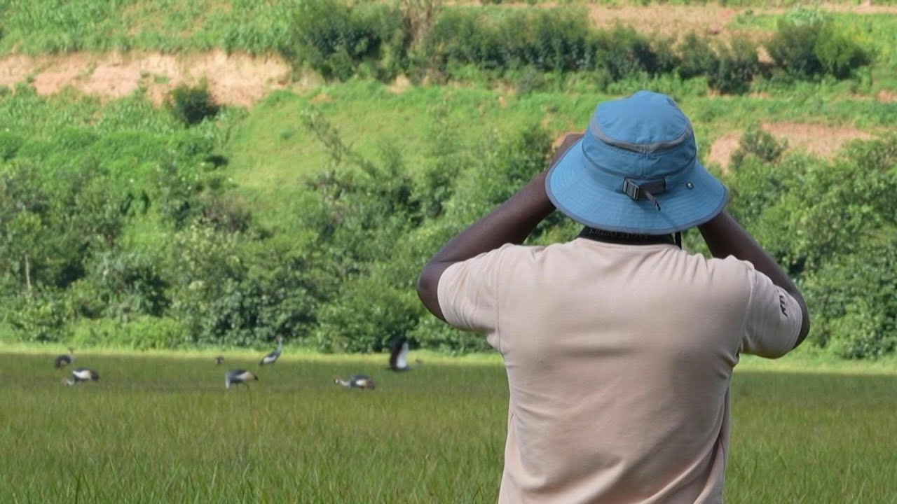 Grey Crowned Cranes return to Rwanda thanks to conservation efforts | AFP