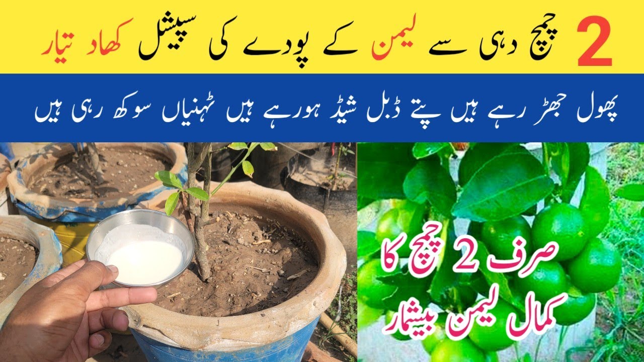 Best homemade organic fertilizer for lemon / Nimbu care and tips / Lemon flower drop solution.